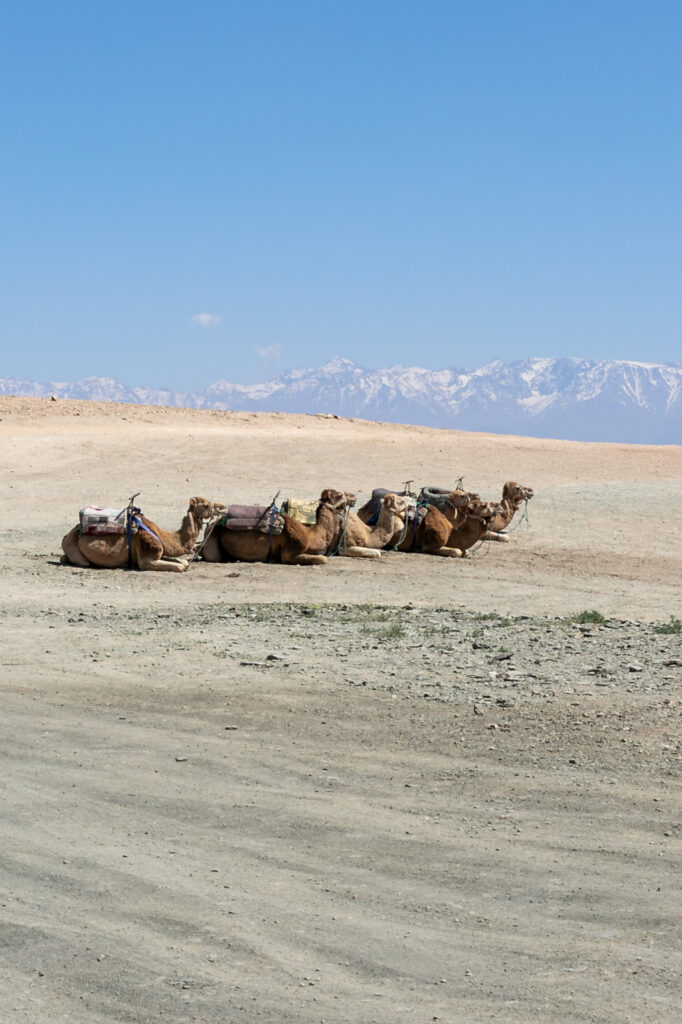 Marrakech, the ocher city